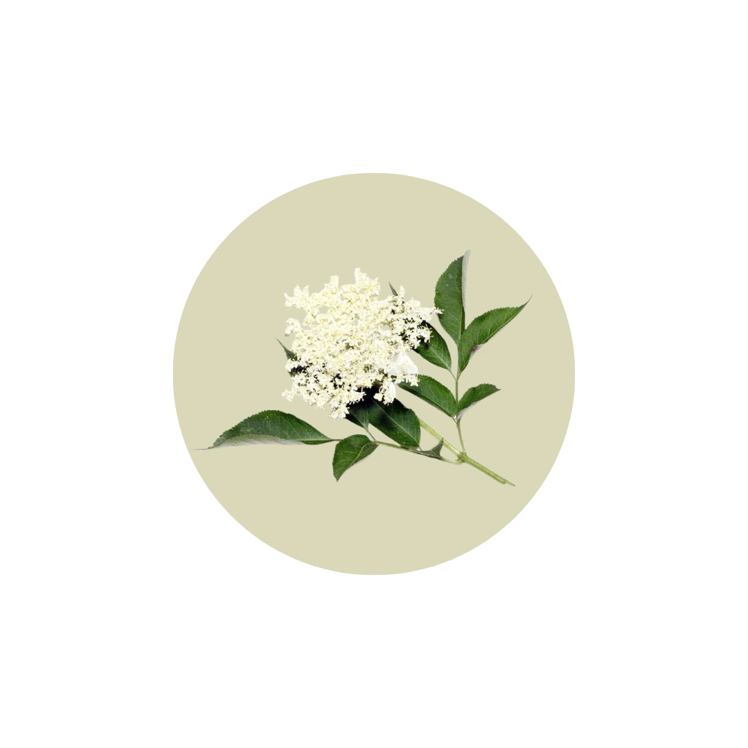 Ingrediente Infusión Nané - Cuidado Nané