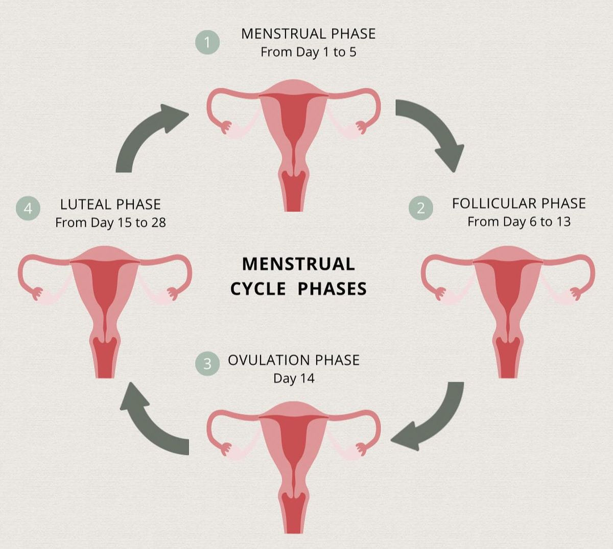 The different phases of the menstrual cycle explained simply