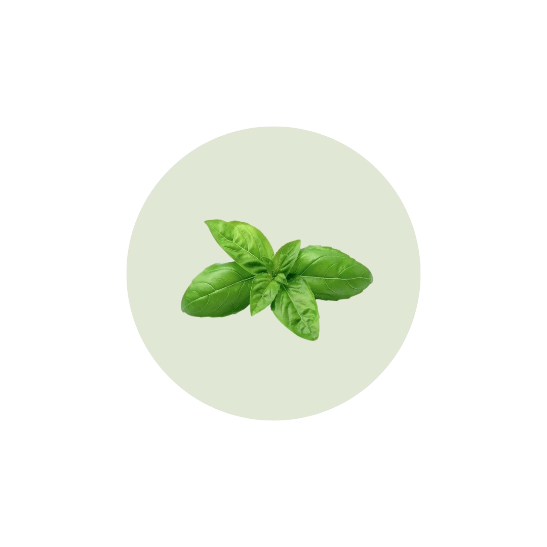 Ingredient Nané infusion - Nané Care